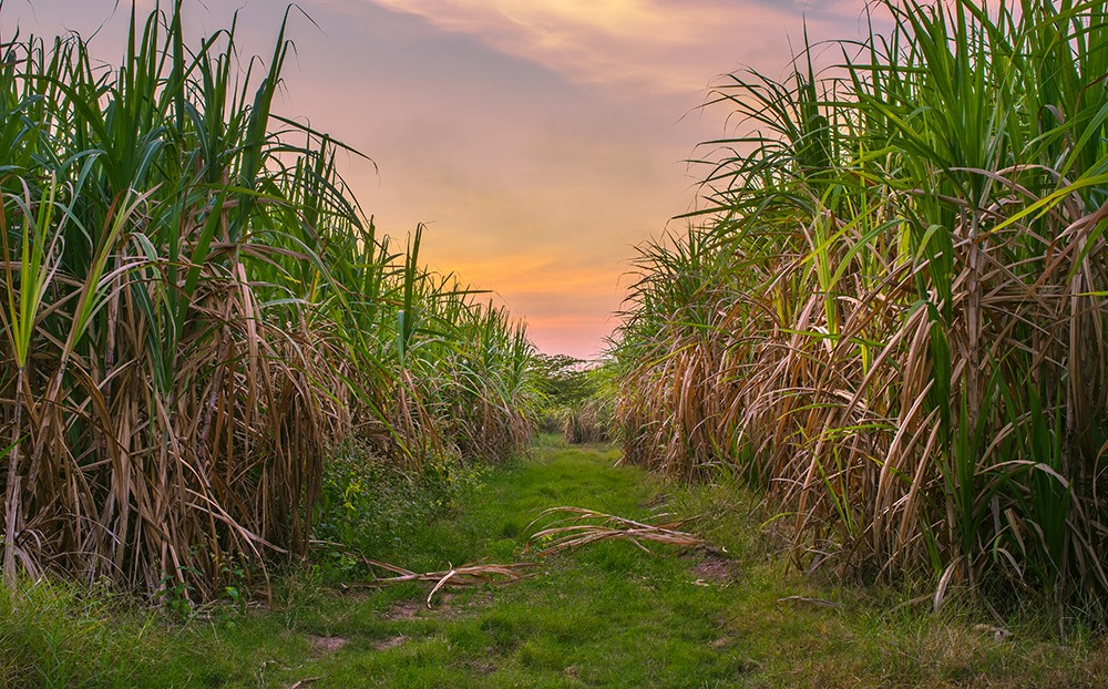 Raise Some Cane at Sugar Sand Distillery's Raisin' Cane Festival Nov. 22-23  | Sugar Sand Distillery